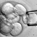 Stem cell