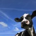 UK Dairy Farms