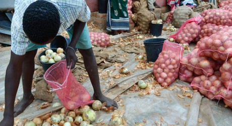 Zambian farmer, collecting onions
