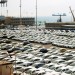 Car Imports