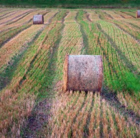 Harvested fieldsjpg