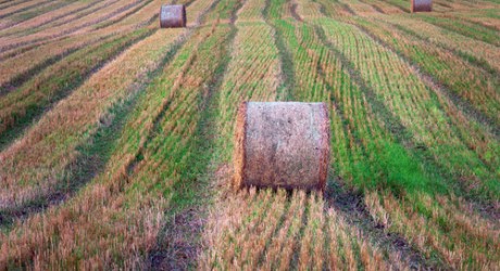 Harvested fieldsjpg