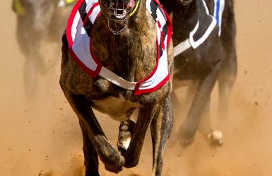 Grayhound racing