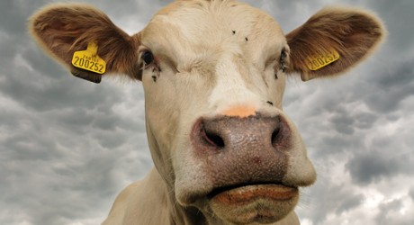Livestock