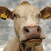 Livestock