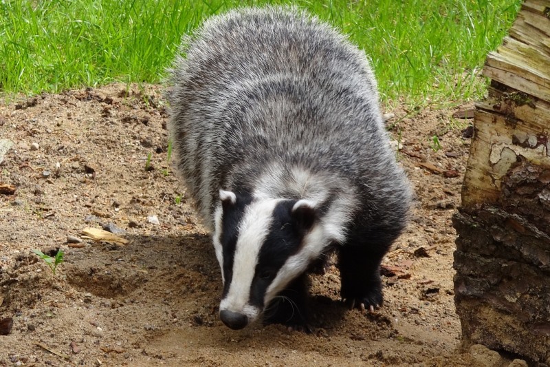 House-builder fined for damaging badger habitat