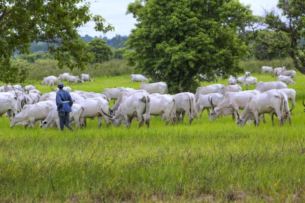 At COP29, IFAD helps countries to achieve agricultural methane reduction