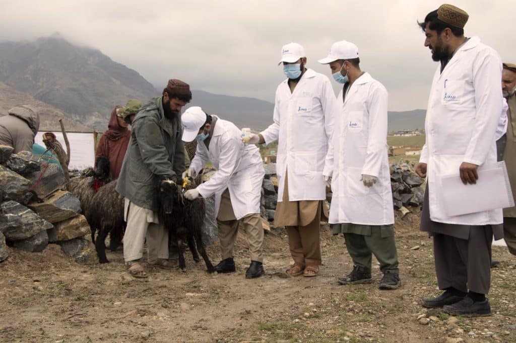 IFAD’s Crisis Response Initiative strengthens food security for over 175,000 rural Afghan families amid challenges