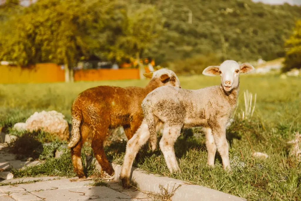 ECO Animal Health Sheep Vaccine Deal Lifts AIM as Bravura Surges ECO Animal Health sheep vaccine