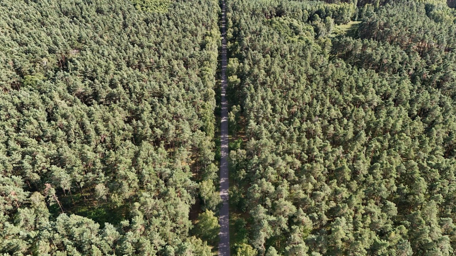 Stafford Capital Partners says timberland portfolio absorbed 17.4m tonnes of CO2e in 2025 Aerial view of a managed pine forest